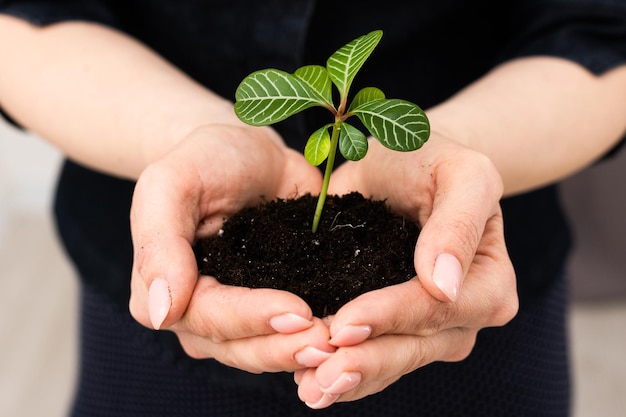 Hands holding young green plant, on black background.