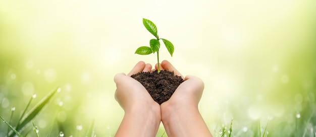 Hands holding young green plant on green nature background. Save the world. Enviromental protection concept.