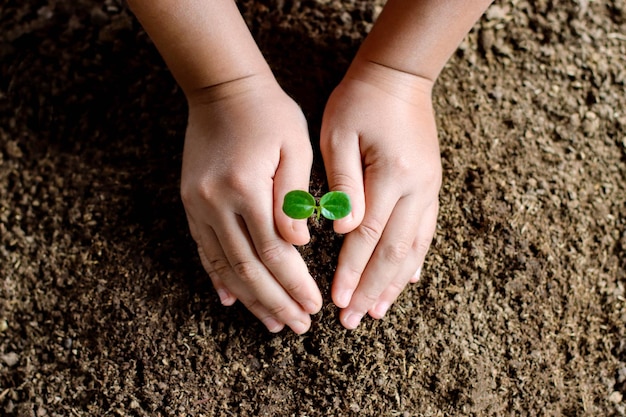 Hands holding young plant with soilnew life