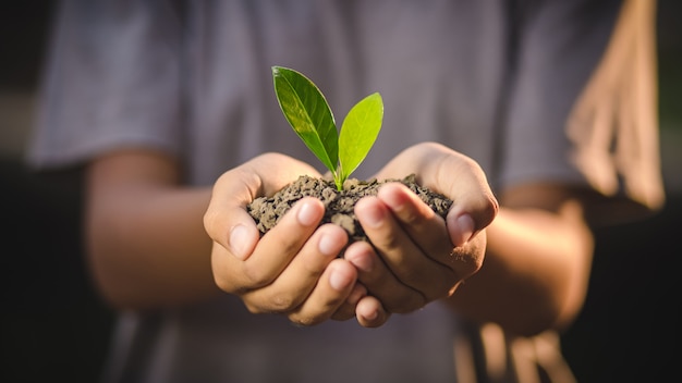 Hands holding young plant