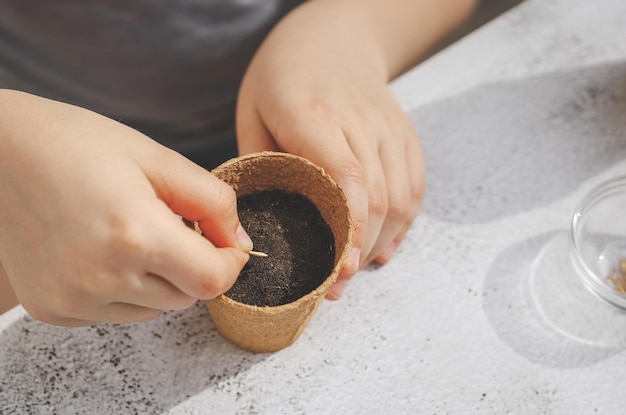 Hands of a little caucasian girl put a cucumber seed in a cardboard glass with soil while sitting at a cement table