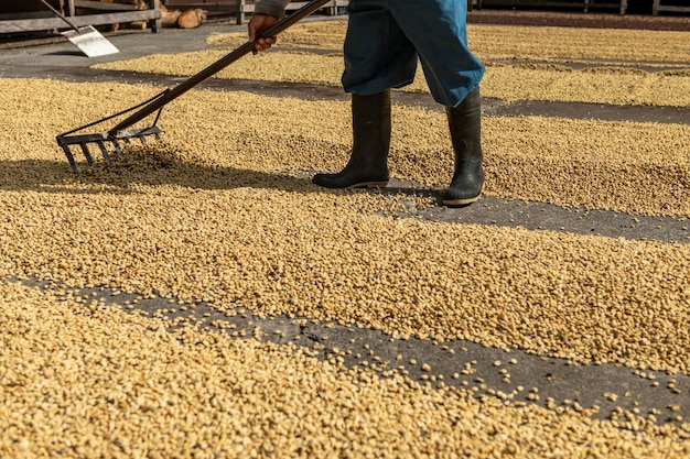 Hands of local farmer scattering green coffee beans for drying in the sun Panama Central America