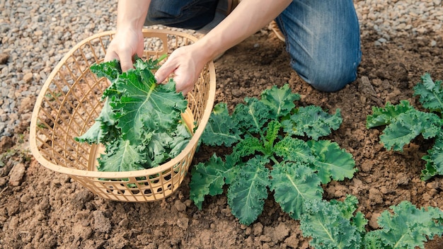 Hands of a man picking a broccoli from the plant Organic vegetable in nursery farm