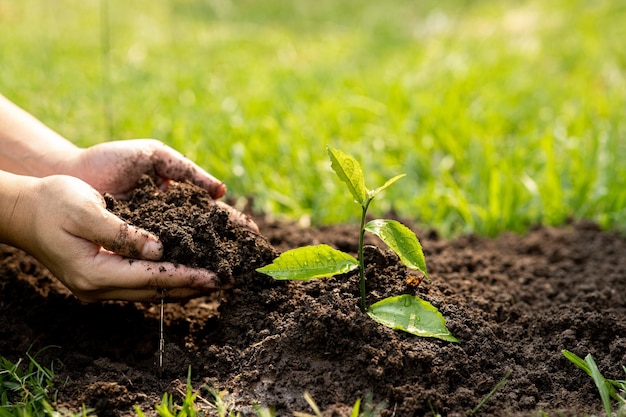 Hands of the men holding planting to be planted into the soil Man holding green seedling in soil National tree planting day Save Earth concept