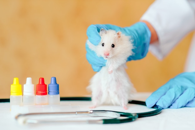 Hands of owner holding cute little hamster. Professional vet doctor diagnosing pet with stethoscope. Animal on examination in vet clinic. Doctor wearing in gloves and uniform.