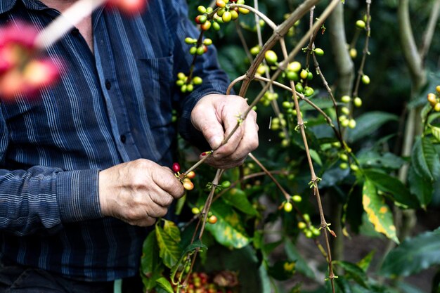 Photo hands of a peasant man collecting colombian coffee on a farm in a forest