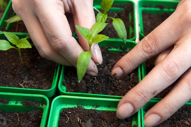 Hands plant small plants seedlings in pots