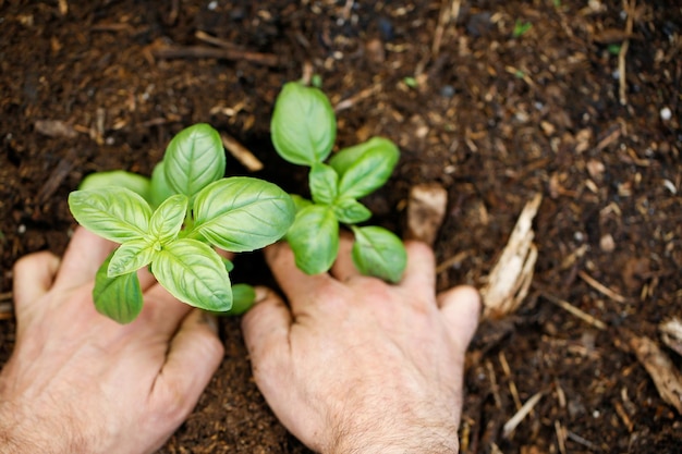 hands planting a basil plant in the ground Concept of respectful agriculture and from farm to table