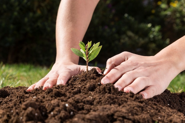 Hands planting a plant to grow