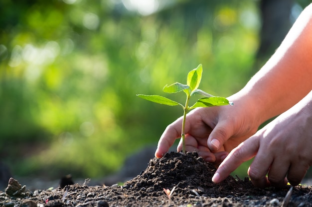 hands planting a tree.