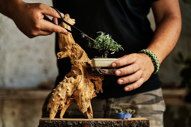 Hands pruning a bonsai tree on a work table. Gardening concept.