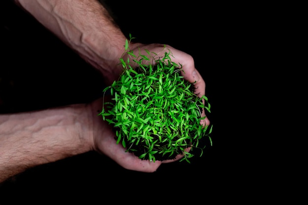 Hands showing green shoots Environmental care and sustainable cultivation to fight climate change