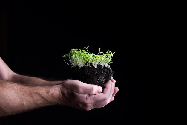 Hands showing green shoots growing in the ground Caring for the environment fight climate change