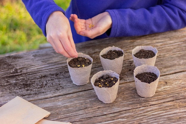 Hands sow seeds in special pots with soil for seedlings