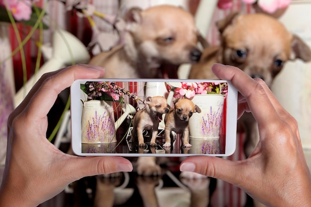 Hands taking photo of chihuahua dog puppies