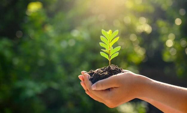 In the hands of trees growing seedlings. Bokeh green Background Female hand holding tree on nature field grass Forest conservation concept