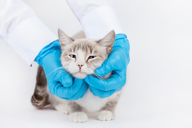 hands of a veterinarian in gloves examining a cat