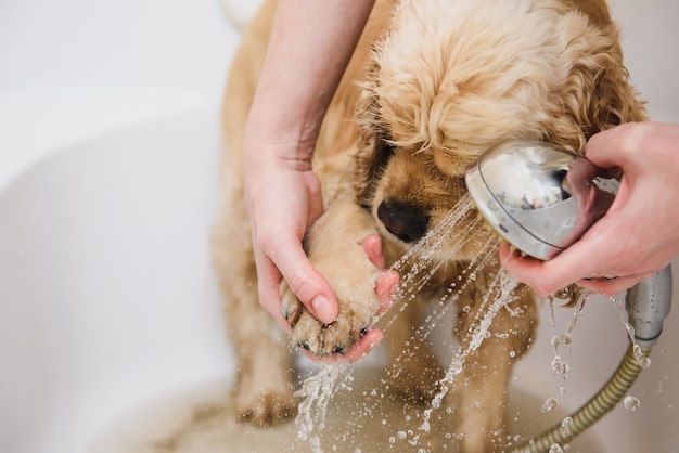 Hands washing a dog