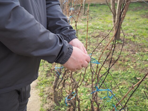 The hands of the winegrower The person ties up the vine and checks its condition Male hands touching the plant