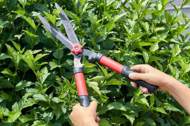 Hands with garden shears cutting a hedge in the garden. Bushes with green leaves.