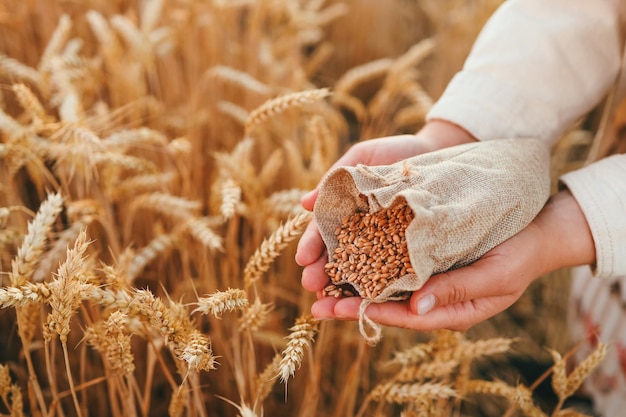 Hands with grain of wheat on the field closeup harvesting