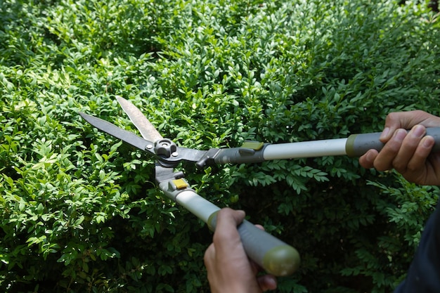 Hands with scissors for cutting bushes over a boxwood bush trimming bushes in the garden variative f...