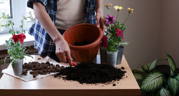 The hands of a woman gardener in a plaid shirt plant flowers in a pot