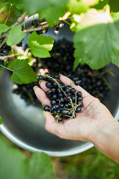 Photo hands of a woman harvesting berries freshly gathered organic black currants in bowl in home garden bush harvest of berryxa