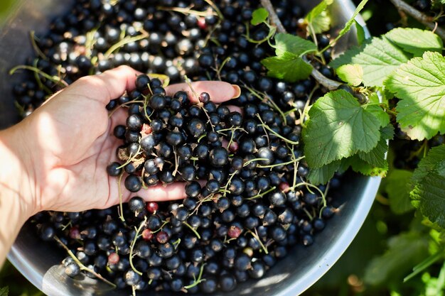 Photo hands of a woman harvesting berries freshly gathered organic black currants in bowl in home garden bush harvest of berryxa