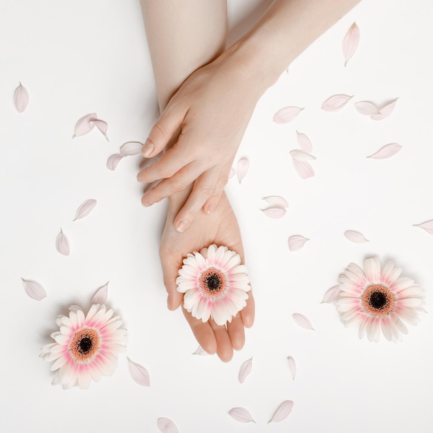 Photo hands of a woman holding a bud of a white chrysanthemum flower lying on a white background