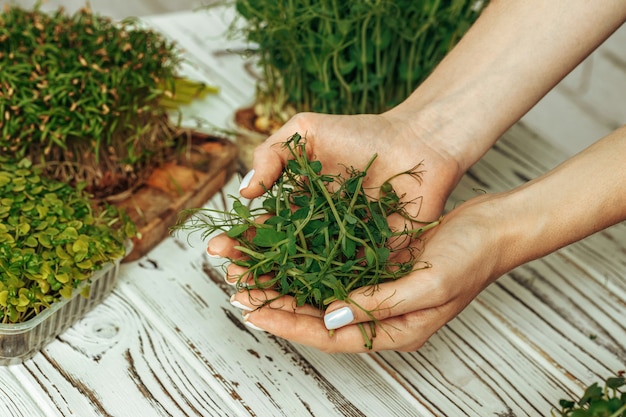 Hands of a woman holding trays with micro green