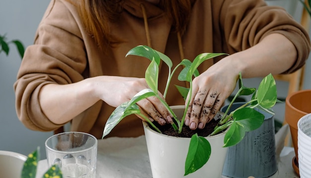 Hands of woman potting young epipremnum scindapsus plant A gardener ramming soil in a flowerpot