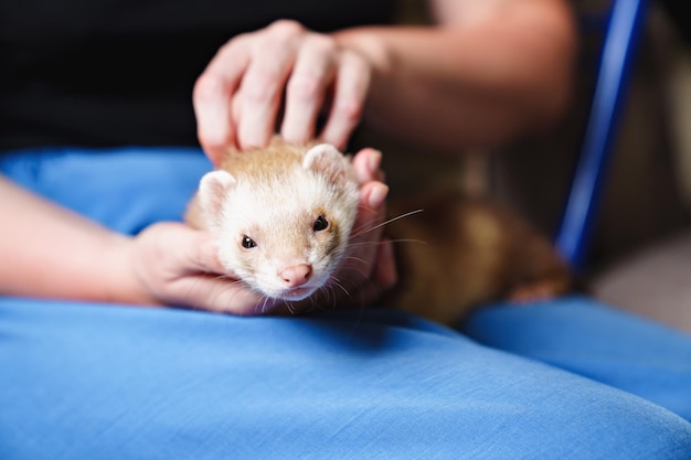 In the hands of a woman the redhaired domestic ferret