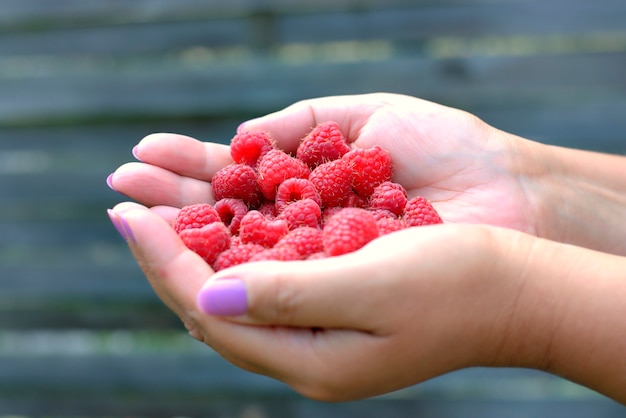 Hands of women holding fresh and red raspberries collected in the garden.