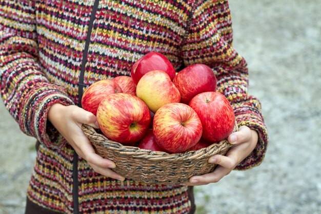 Photo hands of young girl are holding wicker basket full of organic red ripe autumn apples. seasonal fruit gathering, agriculture and farming concept. closeup, selective focus