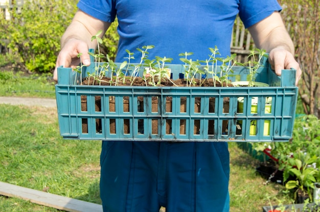 The hands of a young male farmer hold a tray with seedlings of vegetable plants prepared