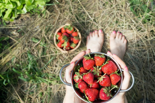 The hands of a young woman are holding the pan with fresh strawberries top view copy space