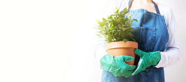 Hands of a young woman planting roses in the flower pot. Planting home plants. Gardening at home. Long wide banner with copy space background 