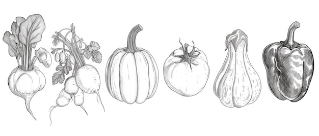 Photo handsketched vegetable collection in monochrome