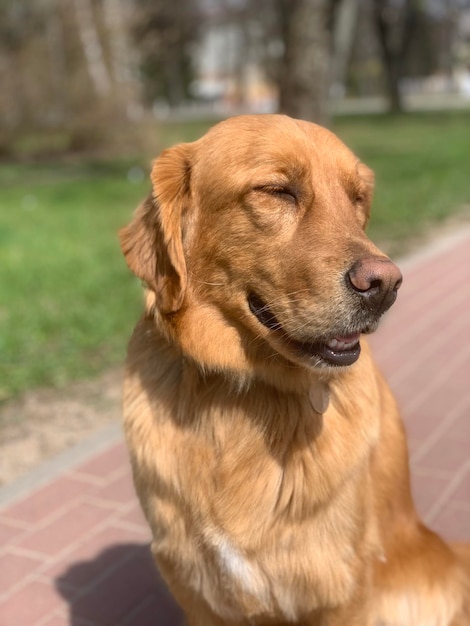 Handsome american retriever sitting outdoors under the sun and smiling