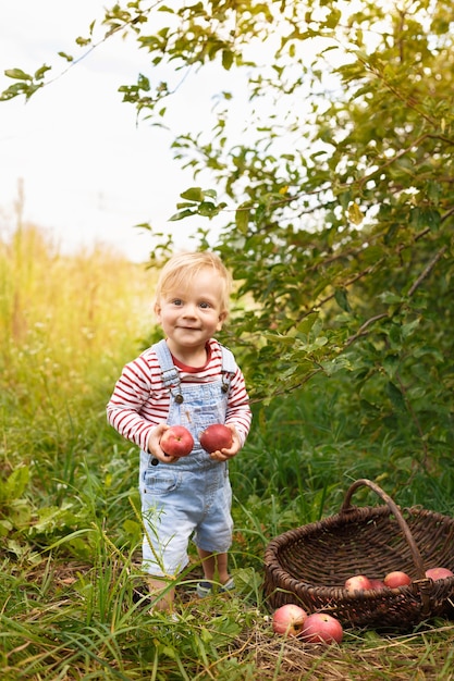 Handsome blond happy child boy picking red apples in a basket at organic farm, outdoors.