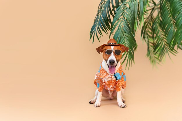 handsome Dog Jack Russell Terrier in a Hawaiian shirt