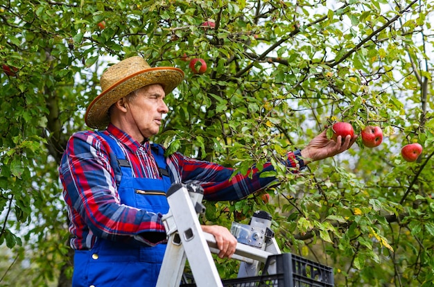 Handsome farmer in uniform harvesting apples from the tree Young harvester gardening with summer ripe fruits