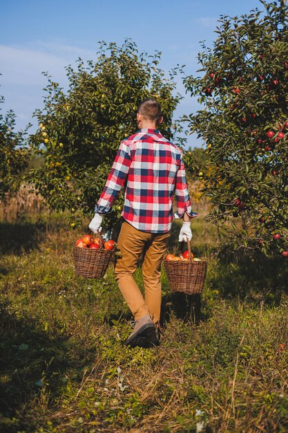 Photo handsome man collects ripe apples in a basket in an orchard or farm on an autumn day a man with a basket full of ripe apples