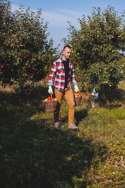 Photo handsome man collects ripe apples in a basket in an orchard or farm on an autumn day a man with a basket full of ripe apples