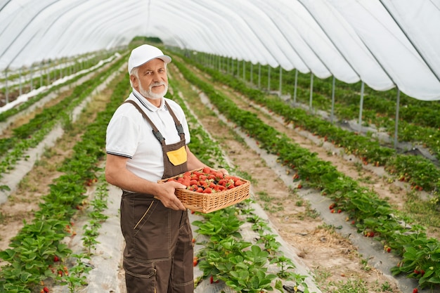 Handsome mature man in white cap and overalls standing among big strawberry plantation and holding basket with fresh ripe berries. Concept of people and harvesting.