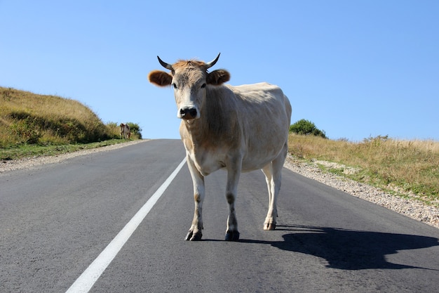 Handsome white bull stands on the road against meadows and blue sky