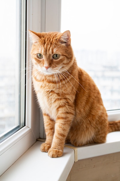 A handsome young red cat sits on a windowsill and looks in the window in astonishment.