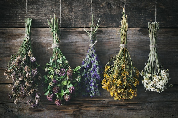 Hanging bunches of medicinal herbs and flowers Herbal medicine Retro toned