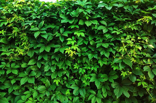 Hanging leaves wall in city park background